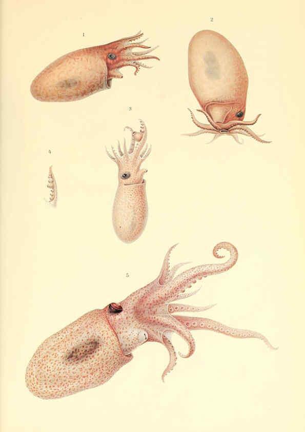 Reproducción/Reproduction 6139736933: The Cephalopod. atlas Jerusalem :Israel Program for Scientific Translations ; Springfield, Va. : available from the U. S. National Technical Information Service,1975