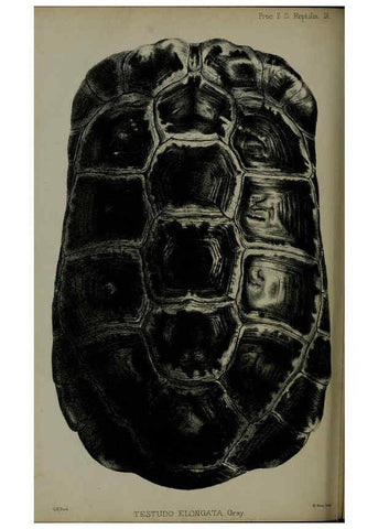 Reproducción/Reproduction 6140327646: Proceedings of the Zoological Society of London. 1856 London :Academic Press, [etc.],1833-1965