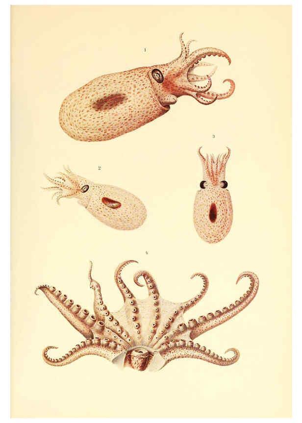 Reproducción/Reproduction 6139737125: The Cephalopod. atlas Jerusalem :Israel Program for Scientific Translations ; Springfield, Va. : available from the U. S. National Technical Information Service,1975