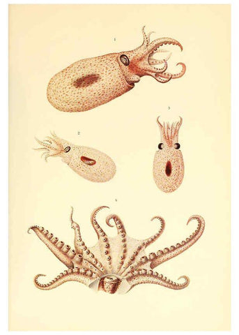 Reproducción/Reproduction 6139737125: The Cephalopod. atlas Jerusalem :Israel Program for Scientific Translations ; Springfield, Va. : available from the U. S. National Technical Information Service,1975