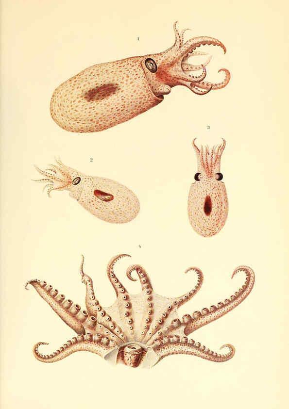 Reproducción/Reproduction 6139737125: The Cephalopod. atlas Jerusalem :Israel Program for Scientific Translations ; Springfield, Va. : available from the U. S. National Technical Information Service,1975