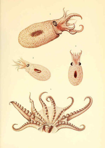 Reproducción/Reproduction 6139737125: The Cephalopod. atlas Jerusalem :Israel Program for Scientific Translations ; Springfield, Va. : available from the U. S. National Technical Information Service,1975