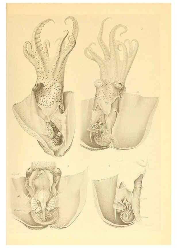 Reproducción/Reproduction 6140288510: The Cephalopod. atlas Jerusalem :Israel Program for Scientific Translations ; Springfield, Va. : available from the U. S. National Technical Information Service,1975