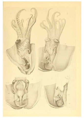 Reproducción/Reproduction 6140288510: The Cephalopod. atlas Jerusalem :Israel Program for Scientific Translations ; Springfield, Va. : available from the U. S. National Technical Information Service,1975