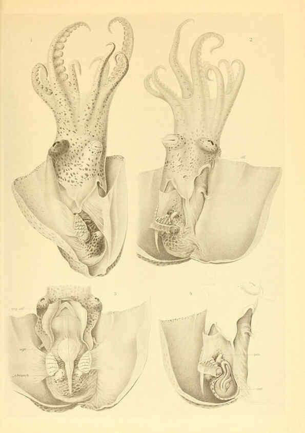 Reproducción/Reproduction 6140288510: The Cephalopod. atlas Jerusalem :Israel Program for Scientific Translations ; Springfield, Va. : available from the U. S. National Technical Information Service,1975
