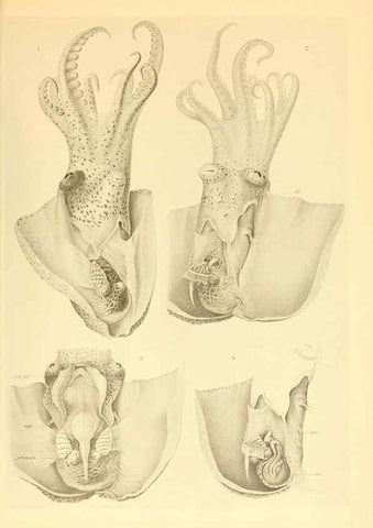 Reproducción/Reproduction 6140288510: The Cephalopod. atlas Jerusalem :Israel Program for Scientific Translations ; Springfield, Va. : available from the U. S. National Technical Information Service,1975