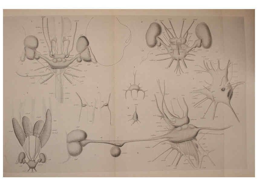Reproducción/Reproduction 6140288708: The Cephalopod. atlas Jerusalem :Israel Program for Scientific Translations ; Springfield, Va. : available from the U. S. National Technical Information Service,1975