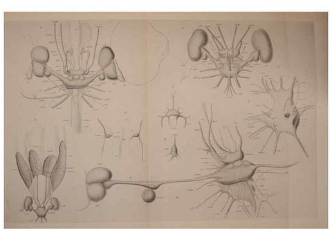 Reproducción/Reproduction 6140288708: The Cephalopod. atlas Jerusalem :Israel Program for Scientific Translations ; Springfield, Va. : available from the U. S. National Technical Information Service,1975