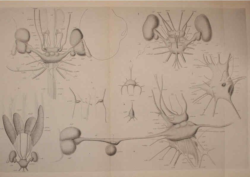 Reproducción/Reproduction 6140288708: The Cephalopod. atlas Jerusalem :Israel Program for Scientific Translations ; Springfield, Va. : available from the U. S. National Technical Information Service,1975