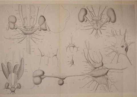 Reproducción/Reproduction 6140288708: The Cephalopod. atlas Jerusalem :Israel Program for Scientific Translations ; Springfield, Va. : available from the U. S. National Technical Information Service,1975