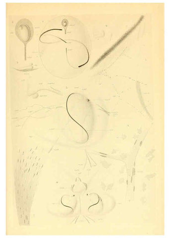 Reproducción/Reproduction 6139737805: The Cephalopod. atlas Jerusalem :Israel Program for Scientific Translations ; Springfield, Va. : available from the U. S. National Technical Information Service,1975