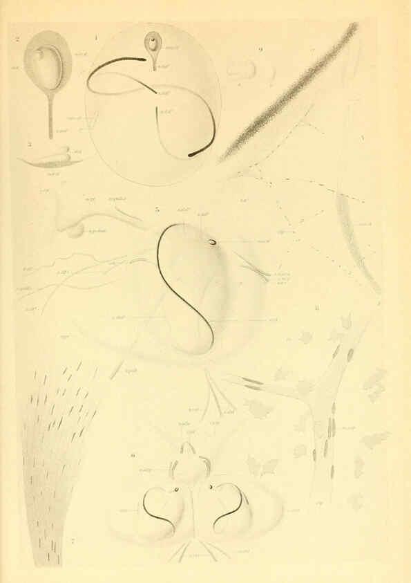 Reproducción/Reproduction 6139737805: The Cephalopod. atlas Jerusalem :Israel Program for Scientific Translations ; Springfield, Va. : available from the U. S. National Technical Information Service,1975