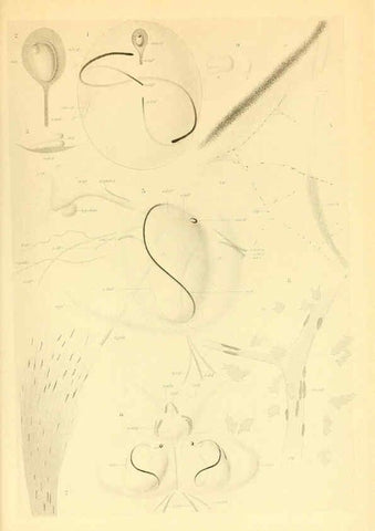 Reproducción/Reproduction 6139737805: The Cephalopod. atlas Jerusalem :Israel Program for Scientific Translations ; Springfield, Va. : available from the U. S. National Technical Information Service,1975