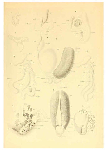 Reproducción/Reproduction 6139737983: The Cephalopod. atlas Jerusalem :Israel Program for Scientific Translations ; Springfield, Va. : available from the U. S. National Technical Information Service,1975