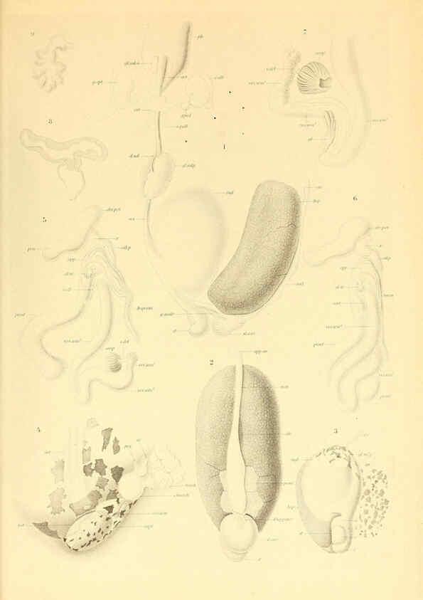 Reproducción/Reproduction 6139737983: The Cephalopod. atlas Jerusalem :Israel Program for Scientific Translations ; Springfield, Va. : available from the U. S. National Technical Information Service,1975