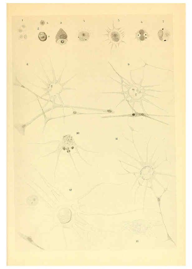 Reproducción/Reproduction 6140289248: The Cephalopod. atlas Jerusalem :Israel Program for Scientific Translations ; Springfield, Va. : available from the U. S. National Technical Information Service,1975