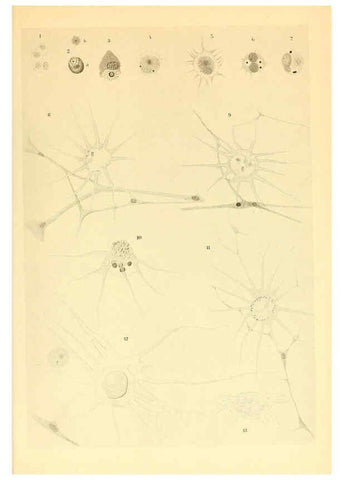 Reproducción/Reproduction 6140289248: The Cephalopod. atlas Jerusalem :Israel Program for Scientific Translations ; Springfield, Va. : available from the U. S. National Technical Information Service,1975