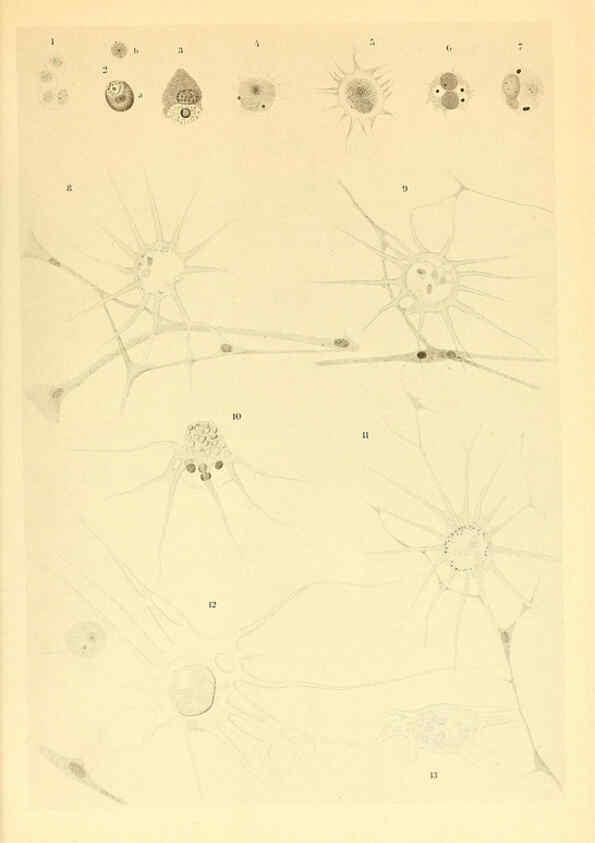 Reproducción/Reproduction 6140289248: The Cephalopod. atlas Jerusalem :Israel Program for Scientific Translations ; Springfield, Va. : available from the U. S. National Technical Information Service,1975