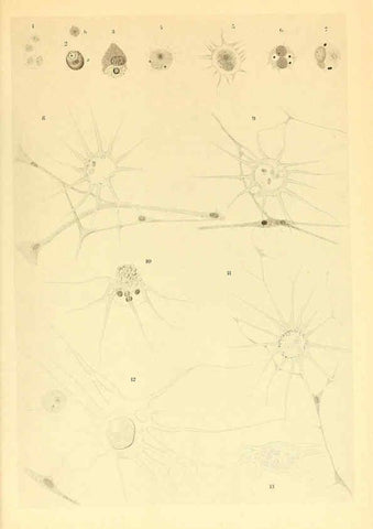 Reproducción/Reproduction 6140289248: The Cephalopod. atlas Jerusalem :Israel Program for Scientific Translations ; Springfield, Va. : available from the U. S. National Technical Information Service,1975