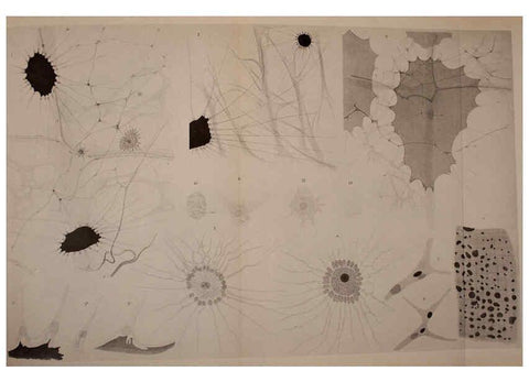 Reproducción/Reproduction 6139738329: The Cephalopod. atlas Jerusalem :Israel Program for Scientific Translations ; Springfield, Va. : available from the U. S. National Technical Information Service,1975