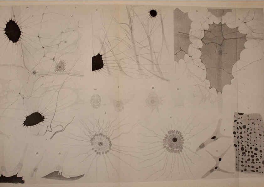 Reproducción/Reproduction 6139738329: The Cephalopod. atlas Jerusalem :Israel Program for Scientific Translations ; Springfield, Va. : available from the U. S. National Technical Information Service,1975