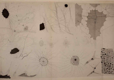 Reproducción/Reproduction 6139738329: The Cephalopod. atlas Jerusalem :Israel Program for Scientific Translations ; Springfield, Va. : available from the U. S. National Technical Information Service,1975