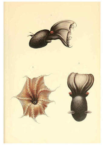 Reproducción/Reproduction 6139738587: The Cephalopod. atlas Jerusalem :Israel Program for Scientific Translations ; Springfield, Va. : available from the U. S. National Technical Information Service,1975