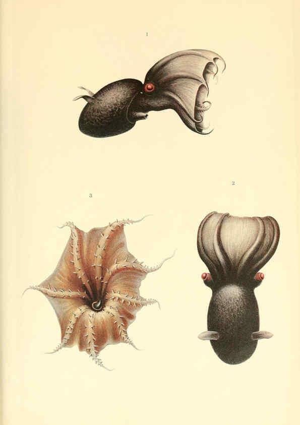 Reproducción/Reproduction 6139738587: The Cephalopod. atlas Jerusalem :Israel Program for Scientific Translations ; Springfield, Va. : available from the U. S. National Technical Information Service,1975