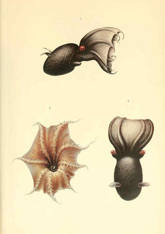 Reproducción/Reproduction 6139738587: The Cephalopod. atlas Jerusalem :Israel Program for Scientific Translations ; Springfield, Va. : available from the U. S. National Technical Information Service,1975