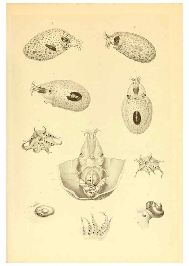 Reproducción/Reproduction 6139737293: The Cephalopod. atlas Jerusalem :Israel Program for Scientific Translations ; Springfield, Va. : available from the U. S. National Technical Information Service,1975