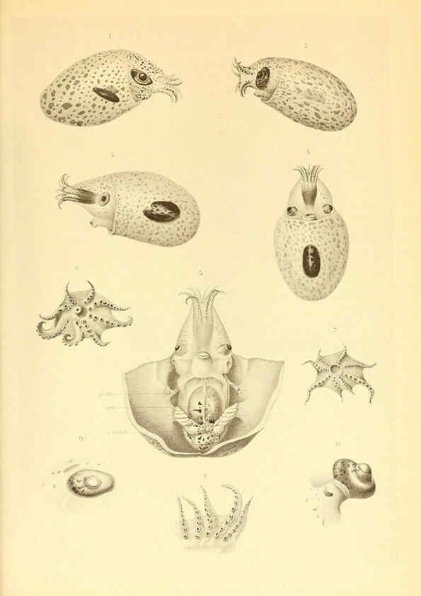 Reproducción/Reproduction 6139737293: The Cephalopod. atlas Jerusalem :Israel Program for Scientific Translations ; Springfield, Va. : available from the U. S. National Technical Information Service,1975