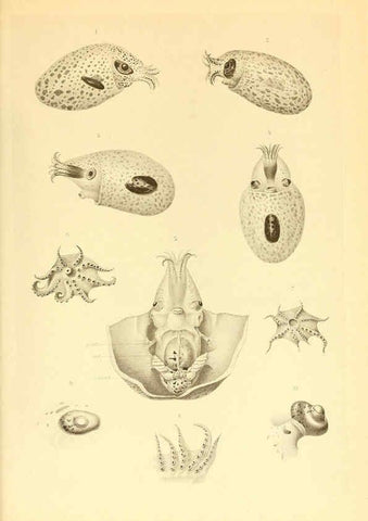 Reproducción/Reproduction 6139737293: The Cephalopod. atlas Jerusalem :Israel Program for Scientific Translations ; Springfield, Va. : available from the U. S. National Technical Information Service,1975