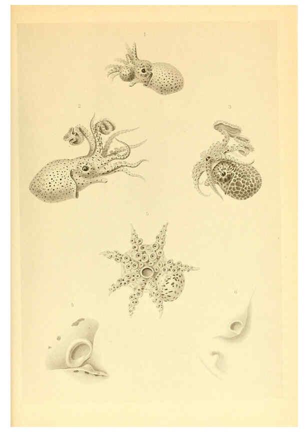 Reproducción/Reproduction 6139735505: The Cephalopod. atlas Jerusalem :Israel Program for Scientific Translations ; Springfield, Va. : available from the U. S. National Technical Information Service,1975