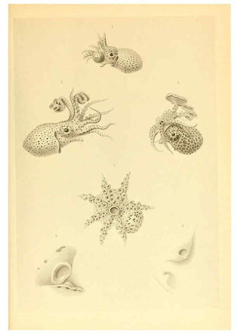 Reproducción/Reproduction 6139735505: The Cephalopod. atlas Jerusalem :Israel Program for Scientific Translations ; Springfield, Va. : available from the U. S. National Technical Information Service,1975