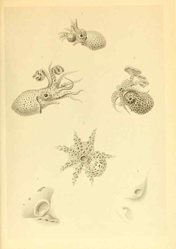 Reproducción/Reproduction 6139735505: The Cephalopod. atlas Jerusalem :Israel Program for Scientific Translations ; Springfield, Va. : available from the U. S. National Technical Information Service,1975