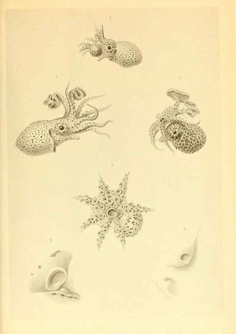 Reproducción/Reproduction 6139735505: The Cephalopod. atlas Jerusalem :Israel Program for Scientific Translations ; Springfield, Va. : available from the U. S. National Technical Information Service,1975