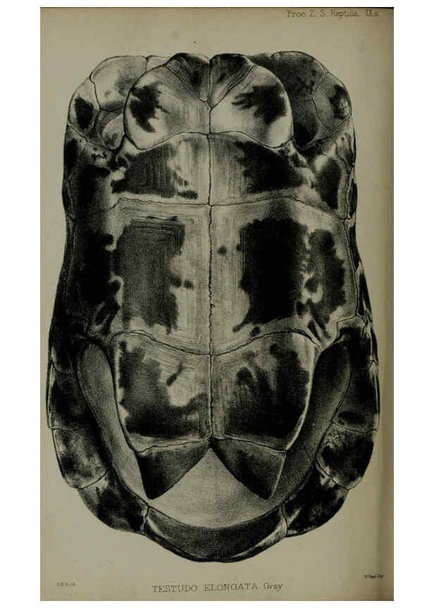 Reproducción/Reproduction 6140327918: Proceedings of the Zoological Society of London. 1856 London :Academic Press, [etc.],1833-1965