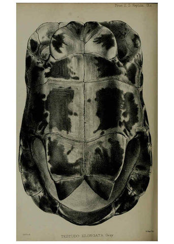 Reproducción/Reproduction 6140327918: Proceedings of the Zoological Society of London. 1856 London :Academic Press, [etc.],1833-1965