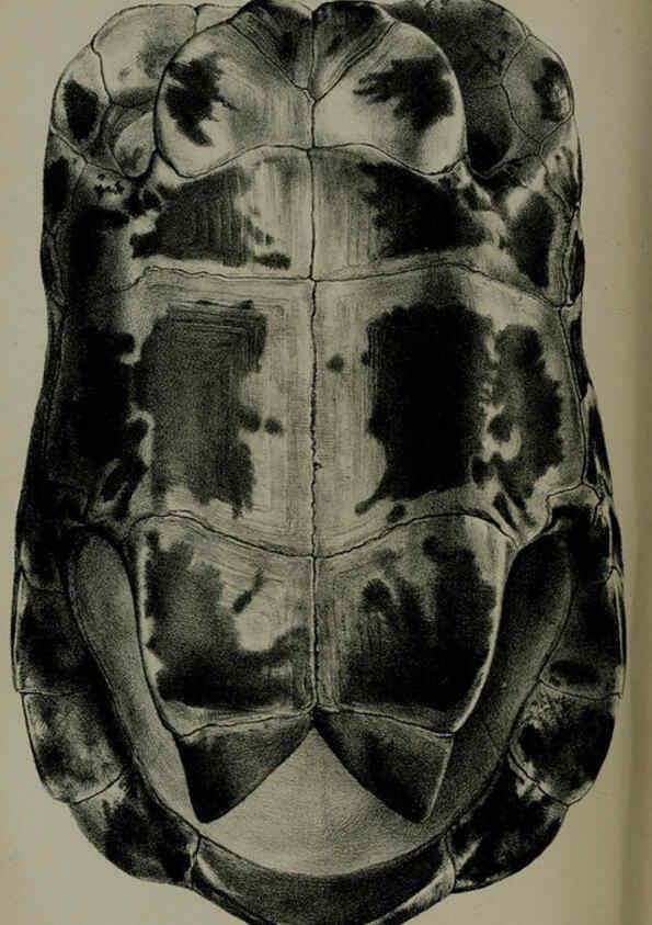 Reproducción/Reproduction 6140327918: Proceedings of the Zoological Society of London. 1856 London :Academic Press, [etc.],1833-1965