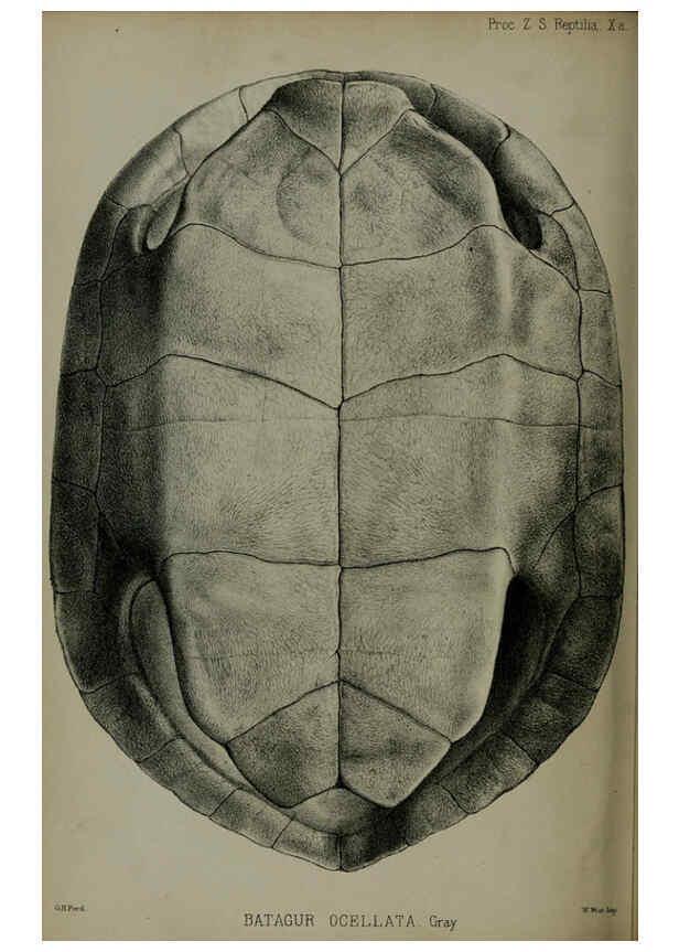Reproducción/Reproduction 6139777345: Proceedings of the Zoological Society of London. 1856 London :Academic Press, [etc.],1833-1965