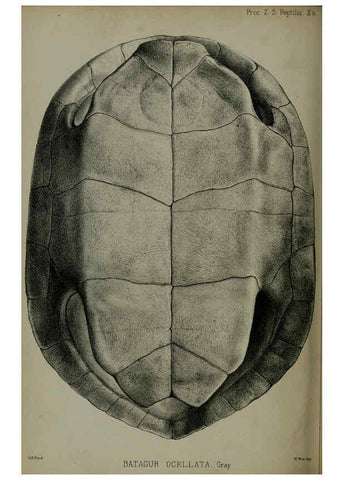 Reproducción/Reproduction 6139777345: Proceedings of the Zoological Society of London. 1856 London :Academic Press, [etc.],1833-1965