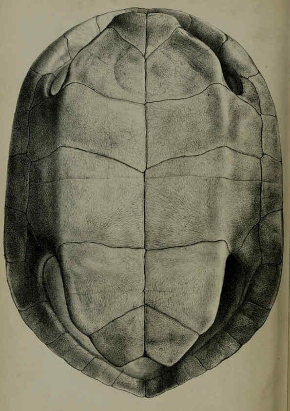Reproducción/Reproduction 6139777345: Proceedings of the Zoological Society of London. 1856 London :Academic Press, [etc.],1833-1965
