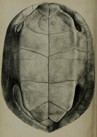 Reproducción/Reproduction 6139777345: Proceedings of the Zoological Society of London. 1856 London :Academic Press, [etc.],1833-1965