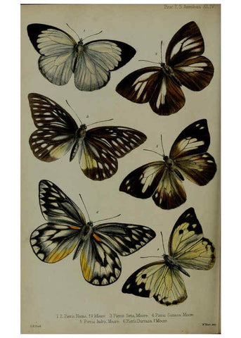 Reproducción/Reproduction 6140333720: Proceedings of the Zoological Society of London. 1856 London :Academic Press, [etc.],1833-1965