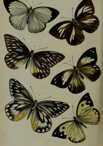 Reproducción/Reproduction 6140333720: Proceedings of the Zoological Society of London. 1856 London :Academic Press, [etc.],1833-1965