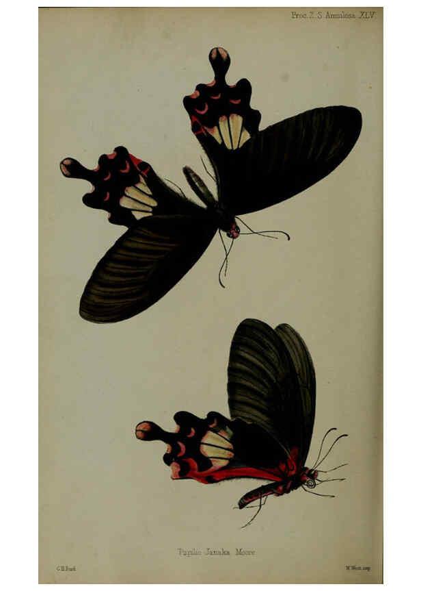Reproducción/Reproduction 6140333916: Proceedings of the Zoological Society of London. 1856 London :Academic Press, [etc.],1833-1965