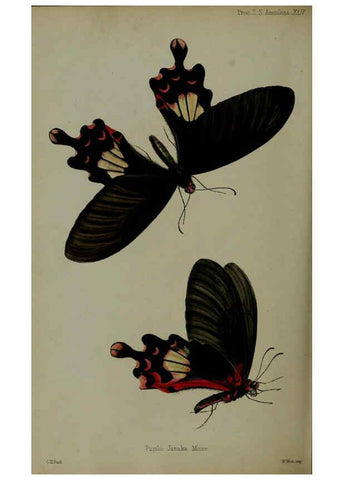 Reproducción/Reproduction 6140333916: Proceedings of the Zoological Society of London. 1856 London :Academic Press, [etc.],1833-1965