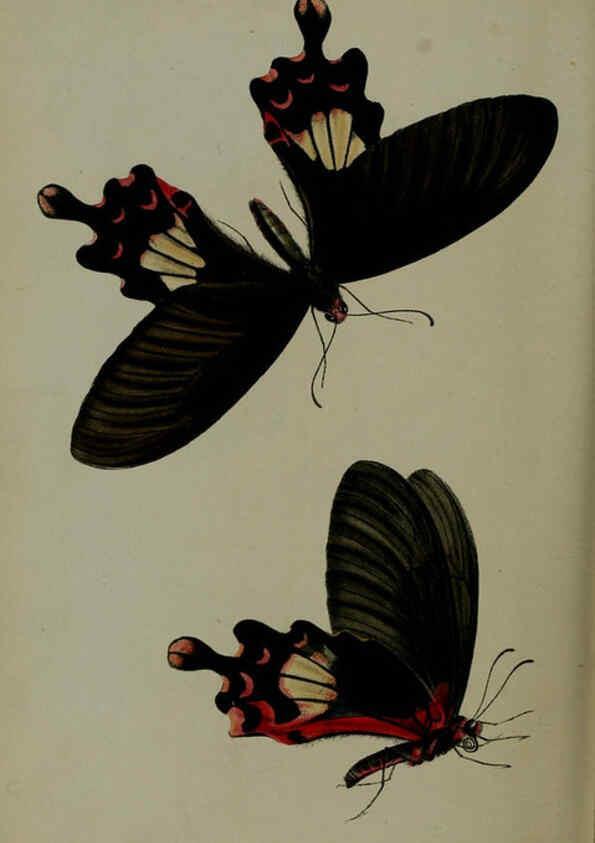 Reproducción/Reproduction 6140333916: Proceedings of the Zoological Society of London. 1856 London :Academic Press, [etc.],1833-1965