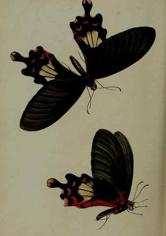 Reproducción/Reproduction 6140333916: Proceedings of the Zoological Society of London. 1856 London :Academic Press, [etc.],1833-1965