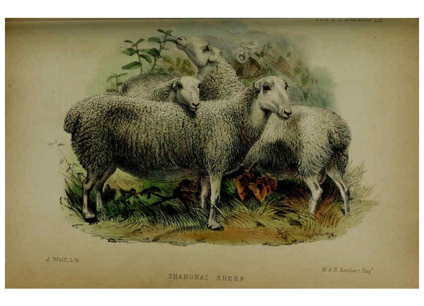 Reproducción/Reproduction 6140334132: Proceedings of the Zoological Society of London. 1856 London :Academic Press, [etc.],1833-1965